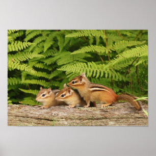 three baby chipmunks poster
