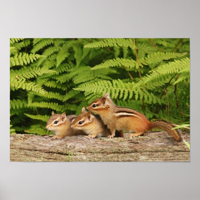 three baby chipmunks poster (Front)