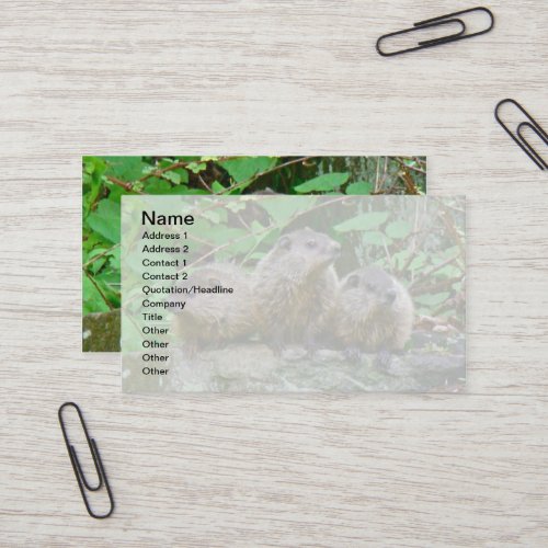 Three Baby Groundhogs Business Card