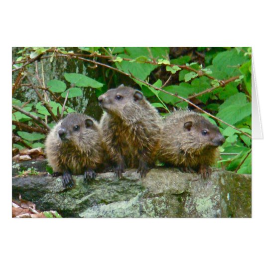 Three Baby Groundhogs Cards (Front Horizontal)