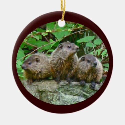 Three Baby Groundhogs Ceramic Ornament