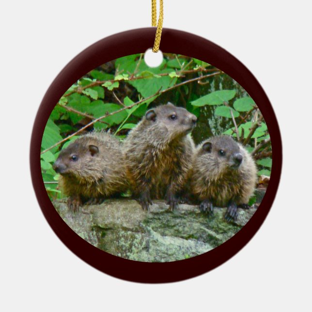 Three Baby Groundhogs Ceramic Ornament (Front)