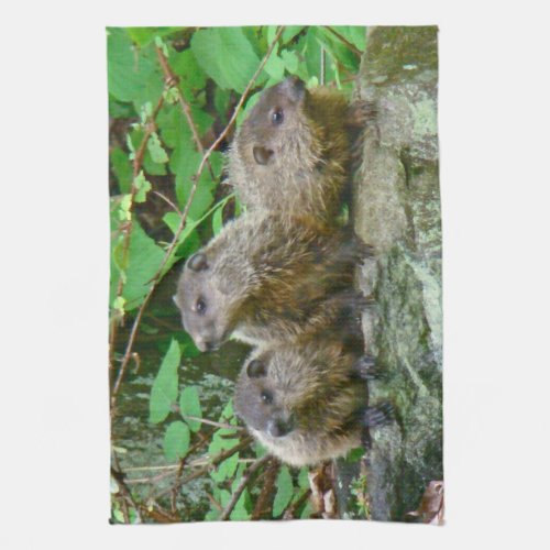 Three Baby Groundhogs Kitchen Towel