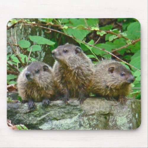 Three Baby Groundhogs Mouse Pad