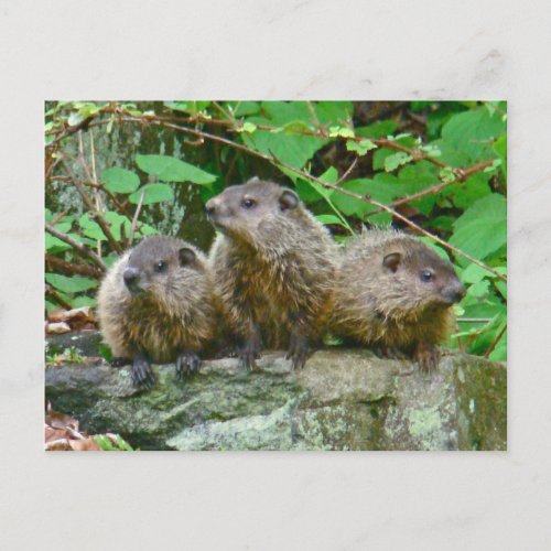 Three Baby Groundhogs Postcard