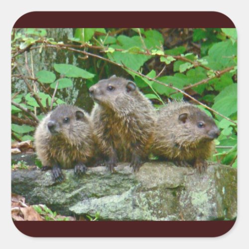 Three Baby Groundhogs Square Sticker