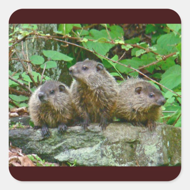 Three Baby Groundhogs Square Sticker (Front)