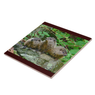 Three Baby Groundhogs Tile