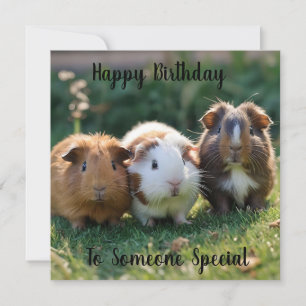 Three Baby Guinea Pigs,