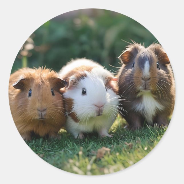 Three Baby Guinea Pigs, Classic Round Sticker (Front)