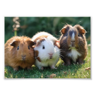 Three Baby Guinea Pigs, Photo Print