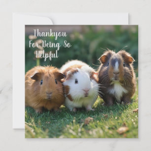 Three Baby Guinea Pigs, Thank You Card