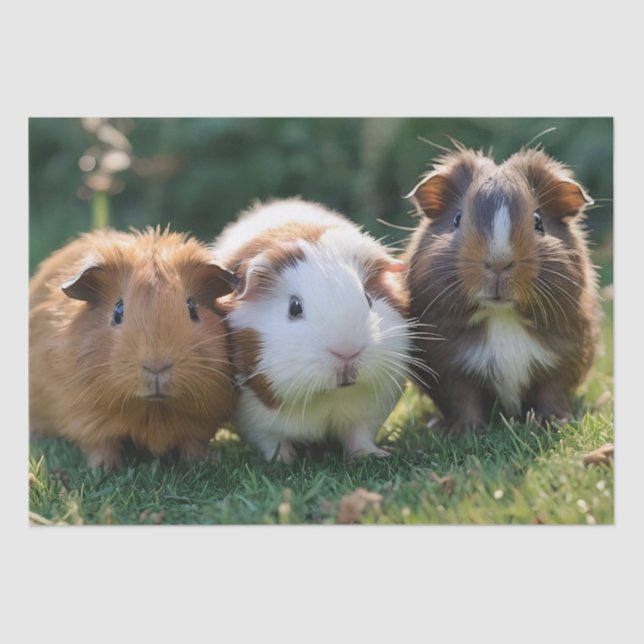 Three Baby Guinea Pigs, Tissue Paper (Front)