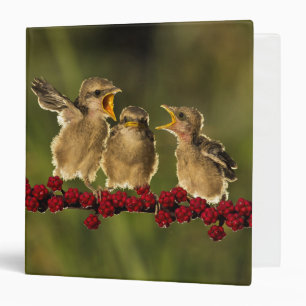 Three Baby Lanius Schach Birds Binder