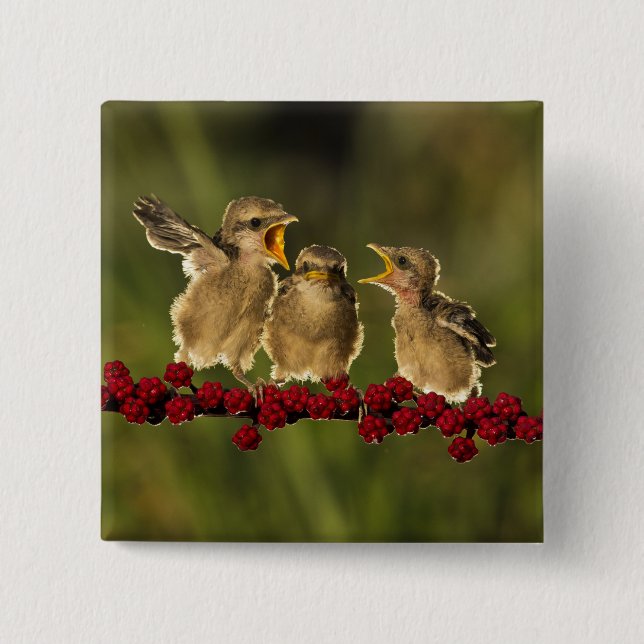 Three Baby Lanius Schach Birds Button (Front)
