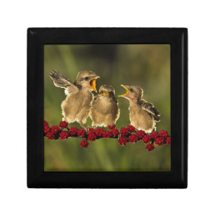 Three Baby Lanius Schach Birds Keepsake Box