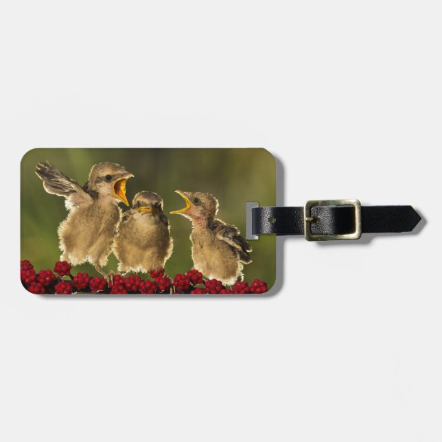 Three Baby Lanius Schach Birds Luggage Tag (Front Horizontal)
