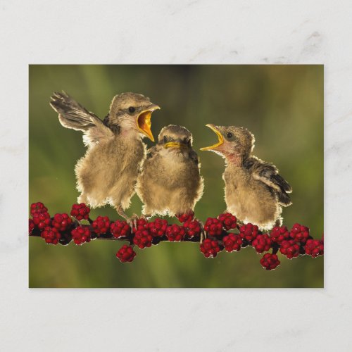 Three Baby Lanius Schach Birds Postcard