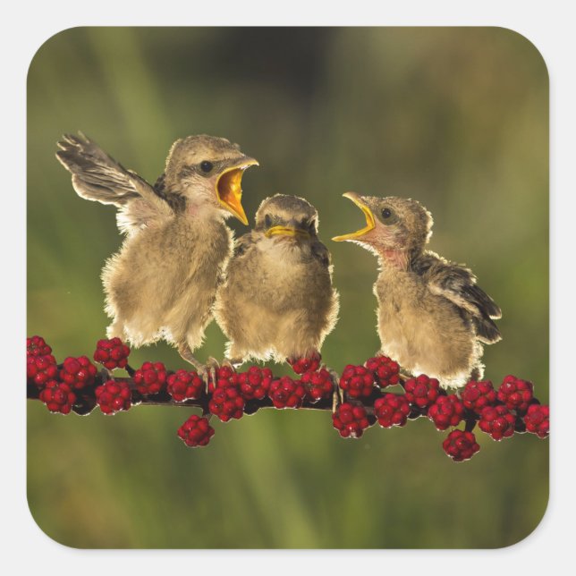 Three Baby Lanius Schach Birds Square Sticker (Front)