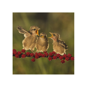 Three Baby Lanius Schach Birds Wood Wall Art