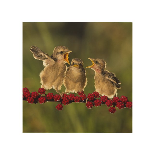 Three Baby Lanius Schach Birds Wood Wall Art (Front)