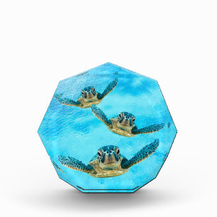 Three Baby Sea Turtles Swimming Award