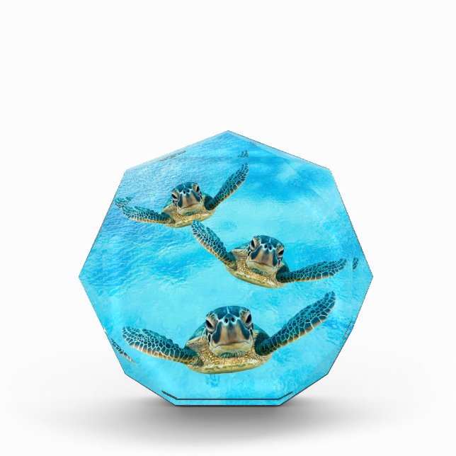 Three Baby Sea Turtles Swimming Award (Front)