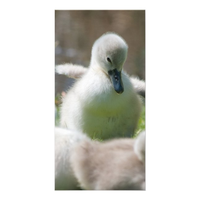 Three Baby Swan Cygnet ducklings cuddling together Card (Front)