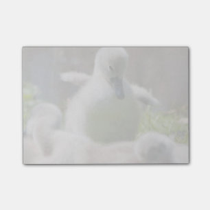 Three Baby Swan Cygnet ducklings cuddling together Post-it Notes