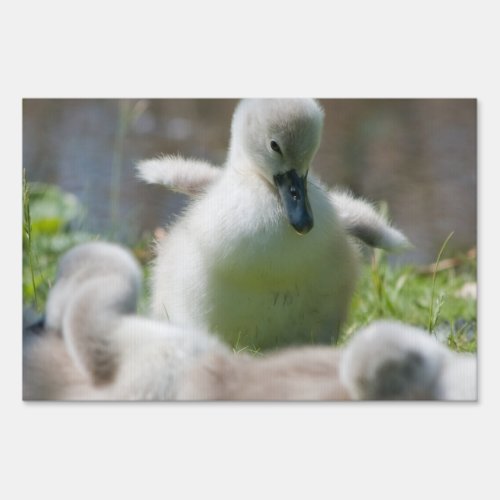Three Baby Swan Cygnet ducklings cuddling together Yard Sign