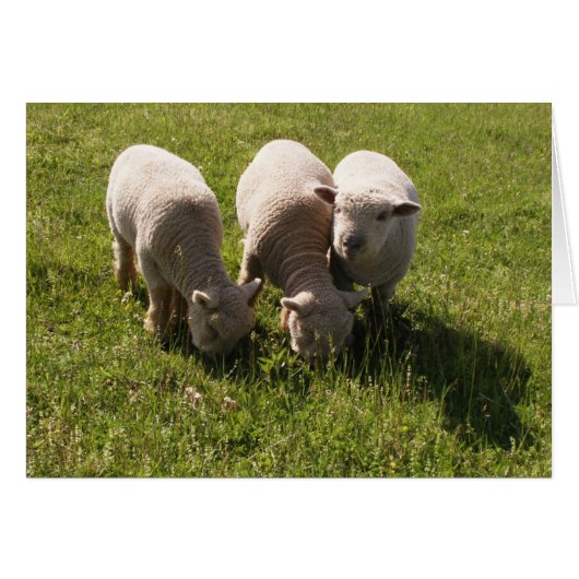 Three Babydoll Lambs Cards (Front Horizontal)