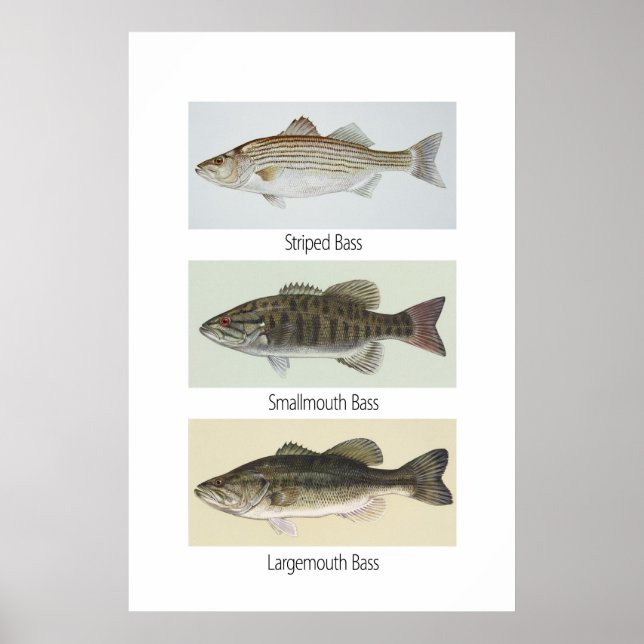 Three Bass Poster (Front)