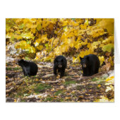 Three Bears (Front Horizontal)