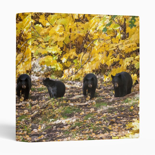 Three Bears 3 Ring Binder (Front/Spine)