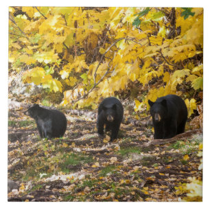 Three Bears Ceramic Tile