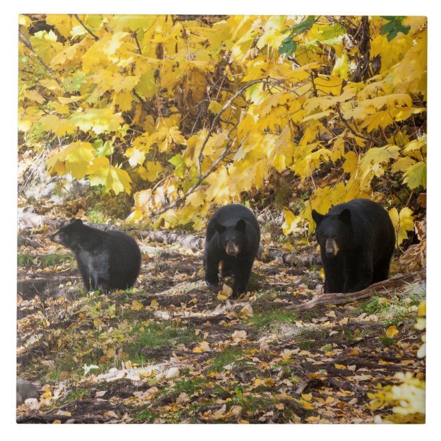 Three Bears Ceramic Tile (Front)