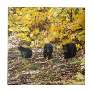 Three Bears Ceramic Tile