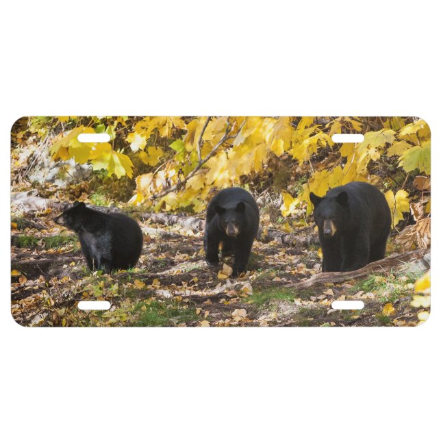 Three Bears License Plate (Front)
