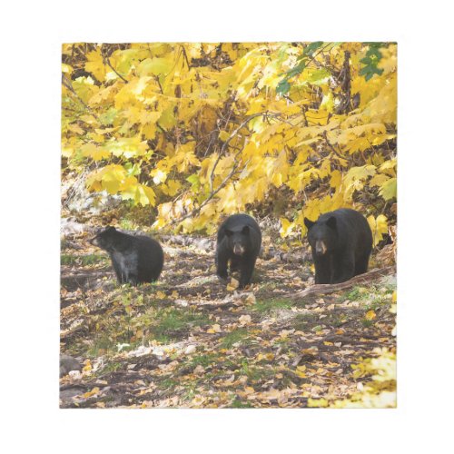 Three Bears Notepad