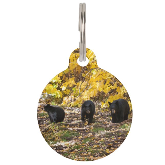 Three Bears Pet ID Tag (Front)