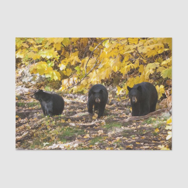 Three Bears Tissue Paper (Front)