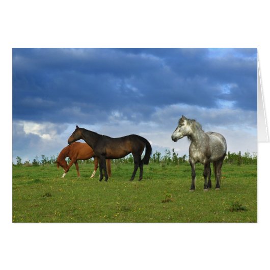 Three beautiful horses on sunny Summer day Cards (Front Horizontal)