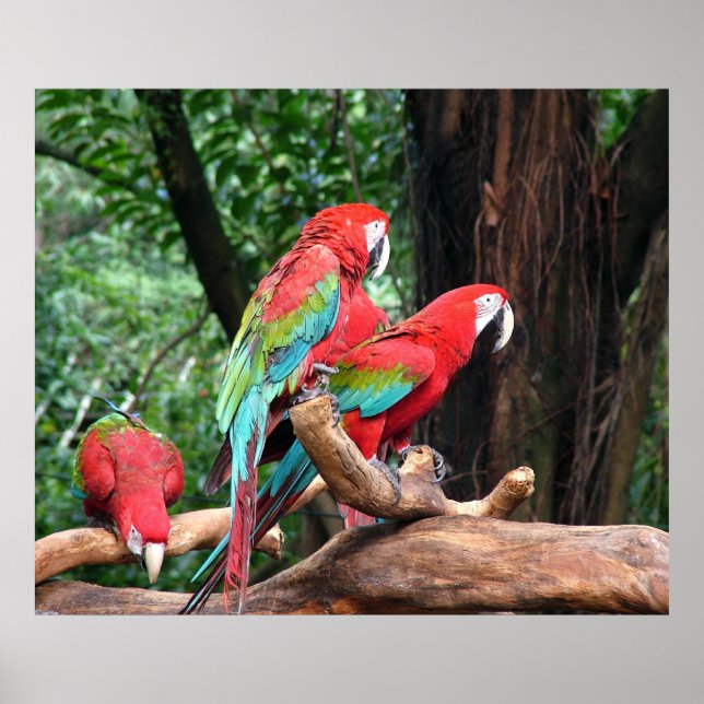 Three beautiful red, green and blue parrots poster (Front)