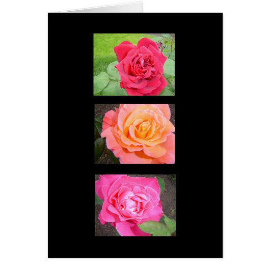 Three Beautiful Roses Cards (Front)