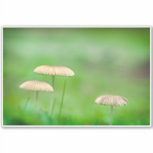 Three beautiful wild mushroom in an autumn field sticker