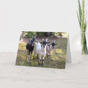 Three Billy Goats Card
