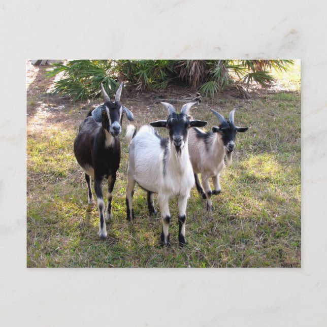 Three Billy Goats - Postcard (Front)