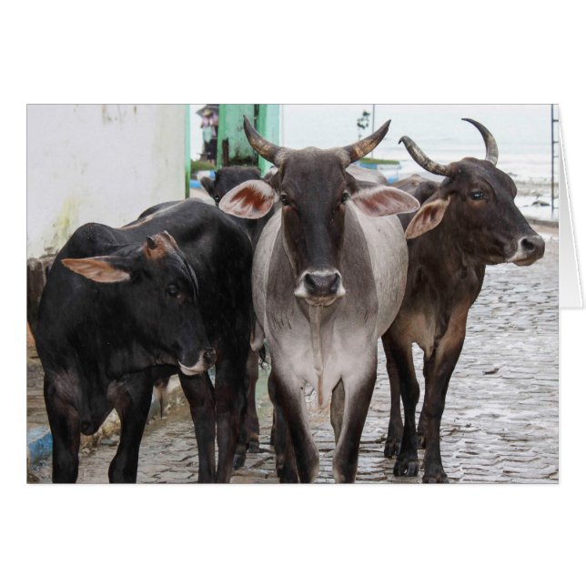 Three Black Cows Greeting Card (Front Horizontal)