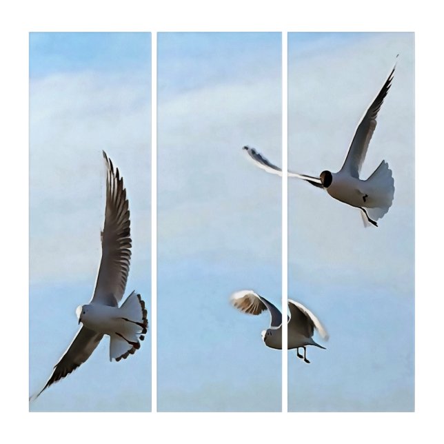 Three Black Headed Gulls Of The Bosphorus Art (Front)