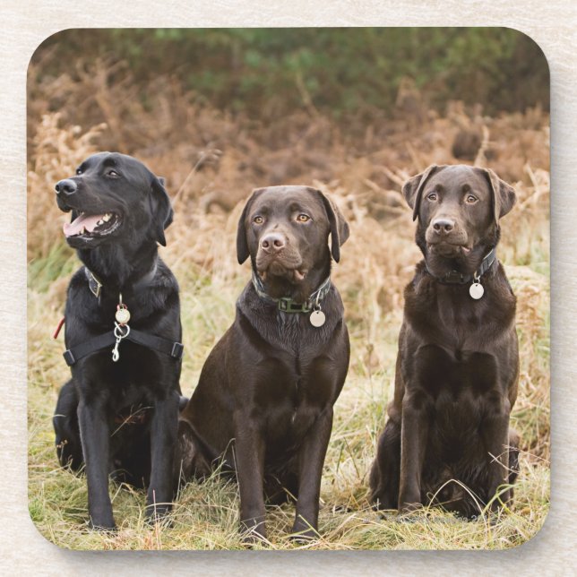 Three Black Labrador retrievers Coaster (Front)